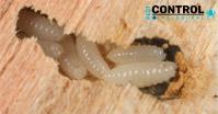 Borer Control Melbourne image 1